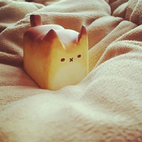 Box cat Bread cat Rato workroom Kim