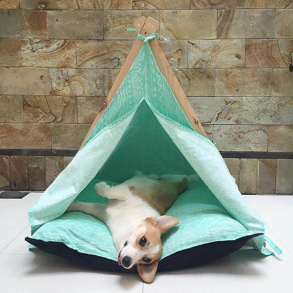 Corgi Eric Noah