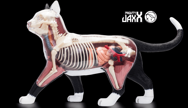 socks-the-dissected-cat-mighty-jaxx