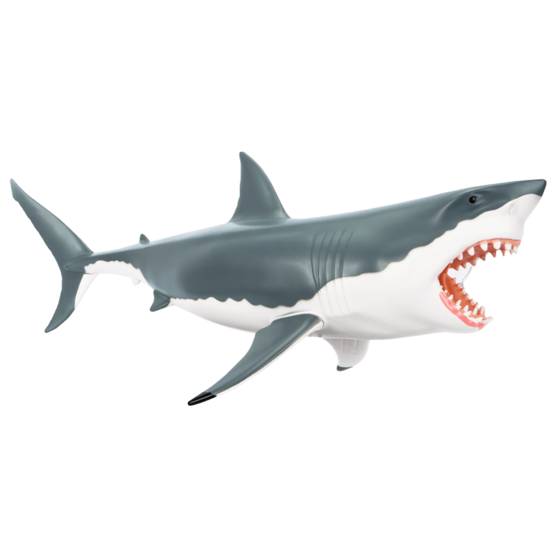 chum buddy shark