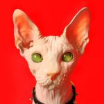 Profile picture of sasha